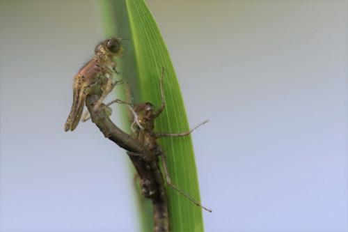 Réf. 204 177 : Erythromma lindenii